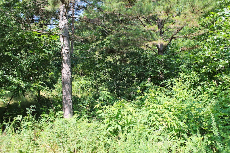 Tract 11 at Green Mountain Ranch in Shannon County, Missouri