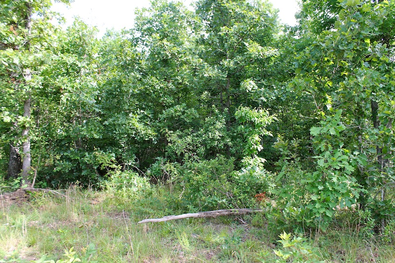 Tract 16 at Green Mountain Ranch in Shannon County, Missouri