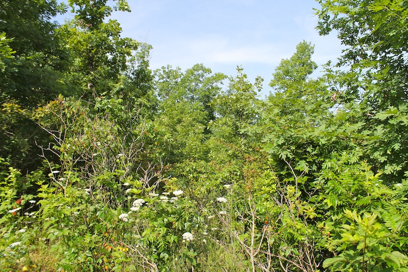 Tract 17 at Green Mountain Ranch in Shannon County, Missouri