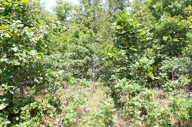Tract 20 at Green Mountain Ranch in Shannon County, Missouri