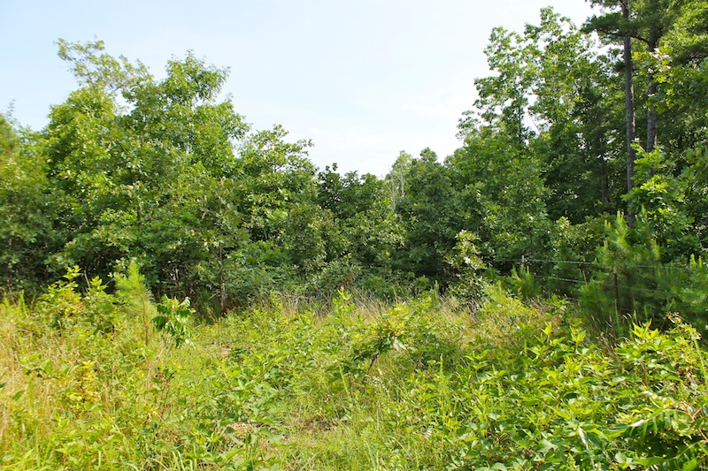 Tract 22 at Green Mountain Ranch in Shannon County, Missouri