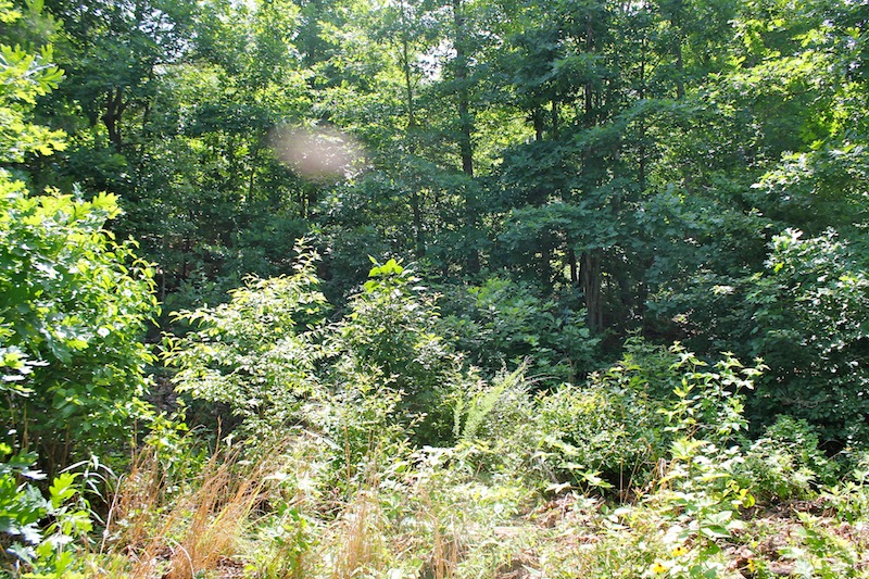 Tract 25 at Green Mountain Ranch in Shannon County, Missouri