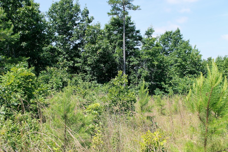 Tract 28 at Green Mountain Ranch in Shannon County, Missouri