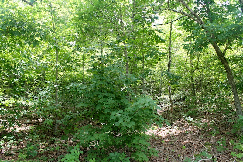 Tract 35 at Green Mountain Ranch in Shannon County, Missouri