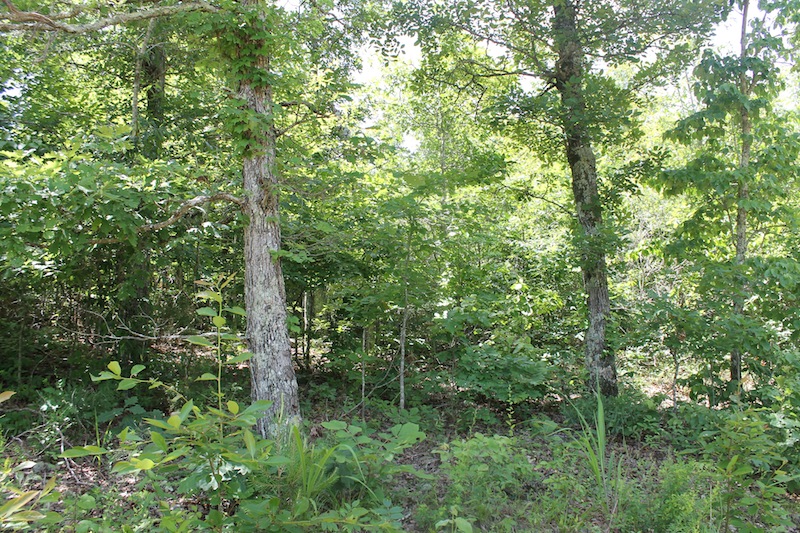 Tract 38 at Green Mountain Ranch in Shannon County, Missouri