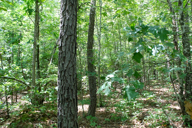 Tract 40 at Green Mountain Ranch in Shannon County, Missouri