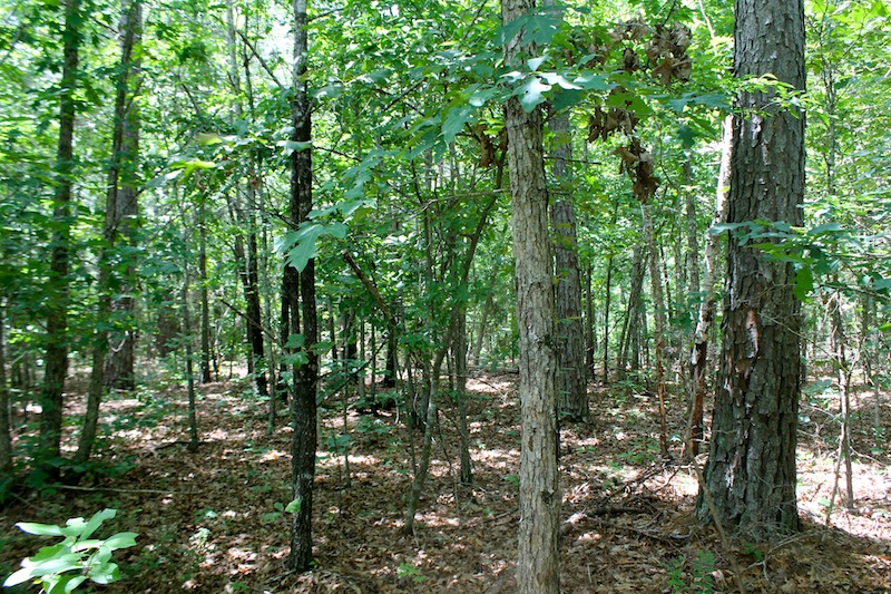 Tract 41 at Green Mountain Ranch in Shannon County, Missouri