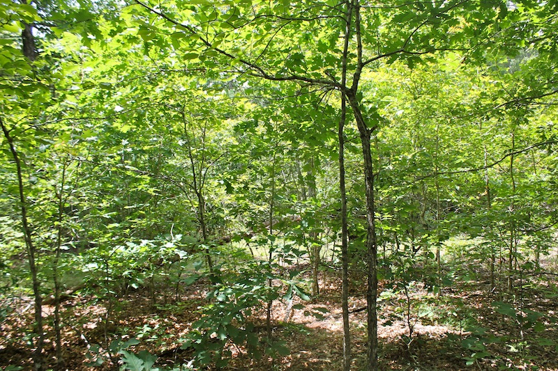 Tract 43 at Green Mountain Ranch in Shannon County, Missouri