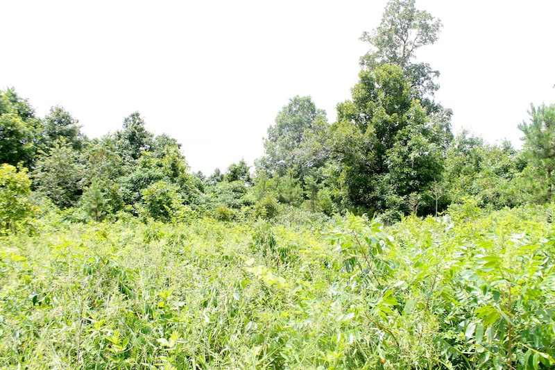 Tract 45 at Green Mountain Ranch in Shannon County, Missouri