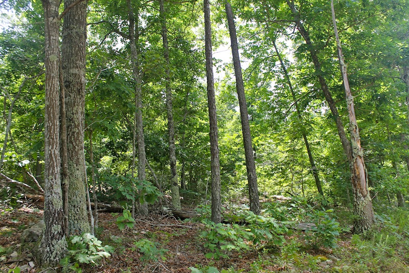Tract 47 at Green Mountain Ranch in Shannon County, Missouri