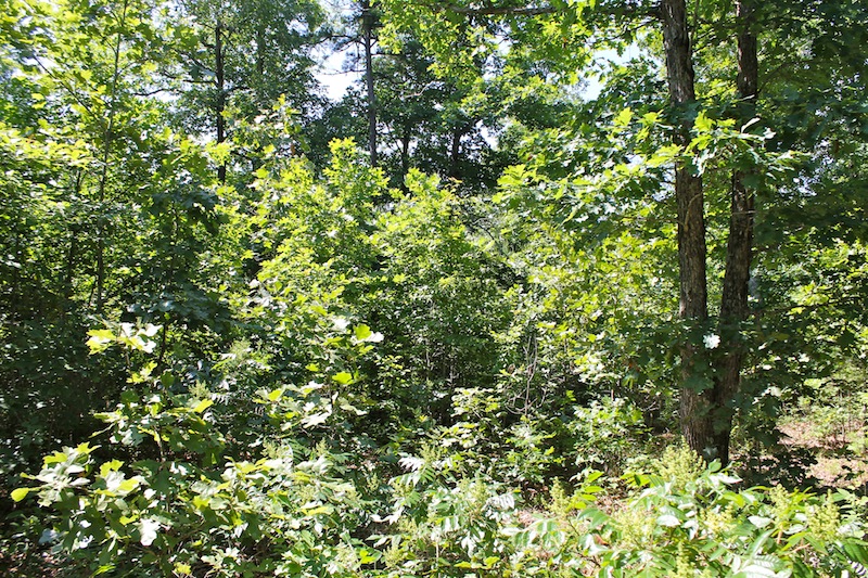 Tract 48 at Green Mountain Ranch in Shannon County, Missouri