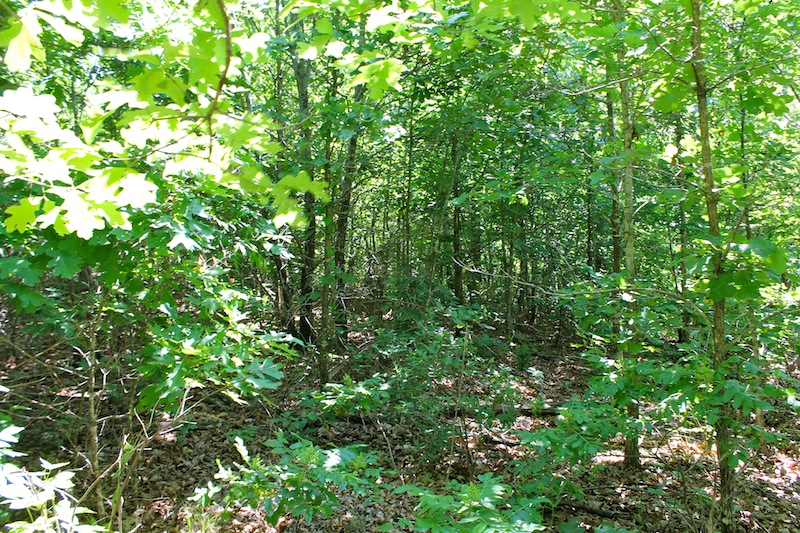 Tract 50 at Green Mountain Ranch in Shannon County, Missouri