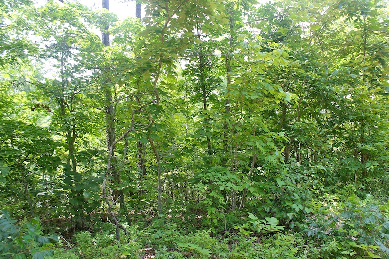 Tract 52 at Green Mountain Ranch in Shannon County, Missouri