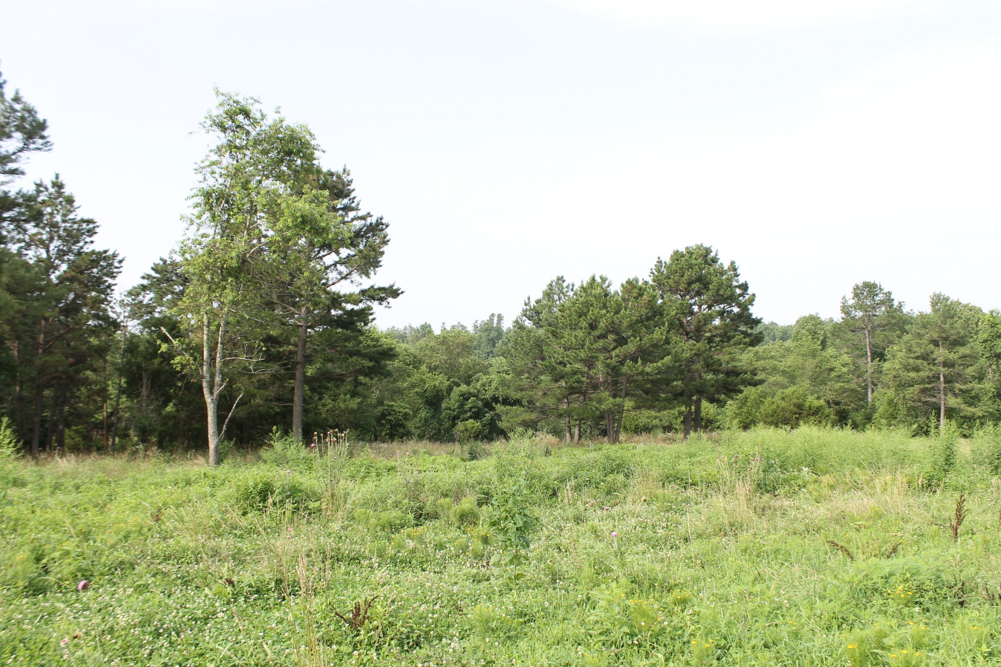 Tract 8 at Green Mountain Ranch in Shannon County, Missouri